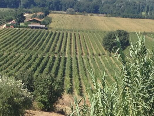 a vineyard in Tuscany
