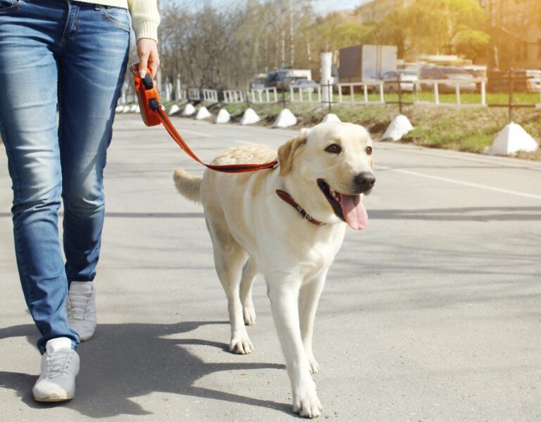 A woman walking a dog