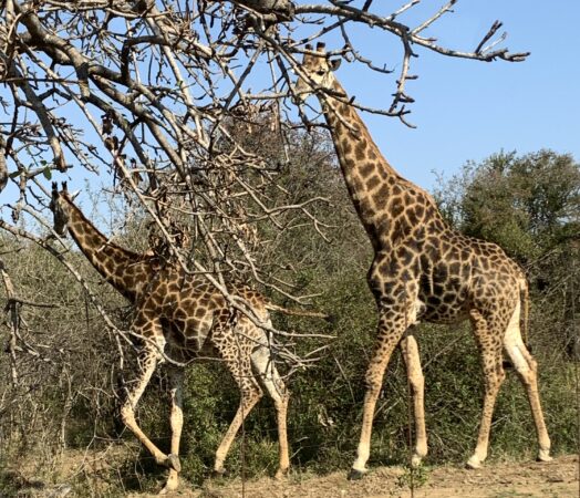 Seeing giraffes on a safari after a long flight