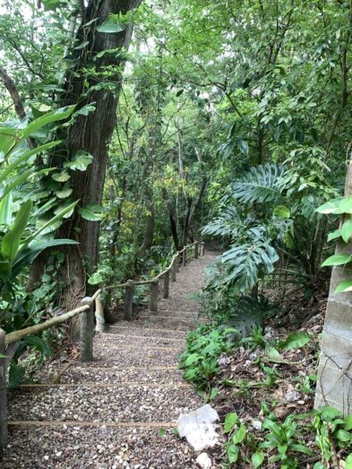 The medicine trail in Belize