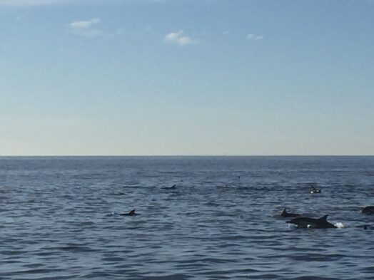 Whale watching in Oceanside