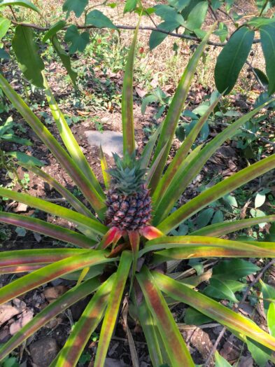 An agave plant used to make raicilla in Puerto vallarta