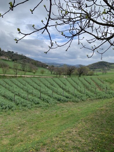 The vineyards of Chiesa del Carmine in Umbria Italy.