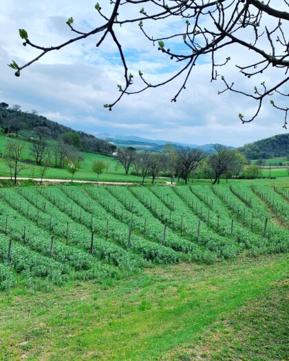 A winery in Tuscany