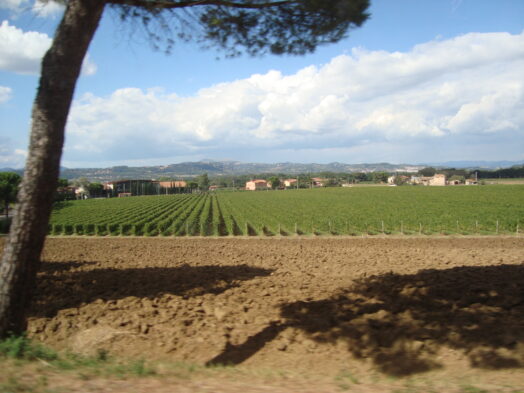 a vineyard in Italy