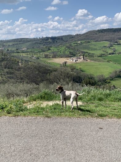 a truffle hunting dog in Italy