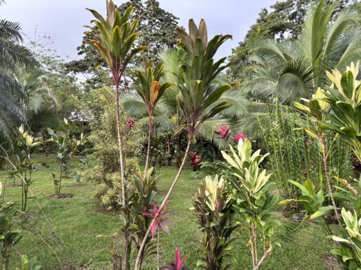 tropical foliage in la fortuna costa rica