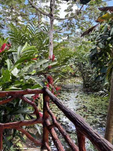 tropical foliage in la fortuna