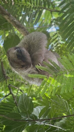 a sloth in la fortuna