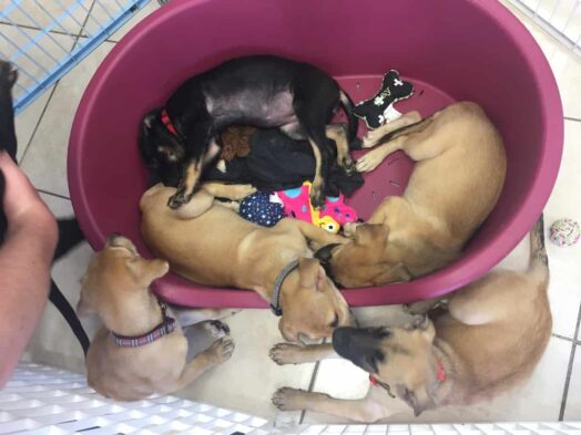 puppies at potcake place rescue in the turks & caicos
