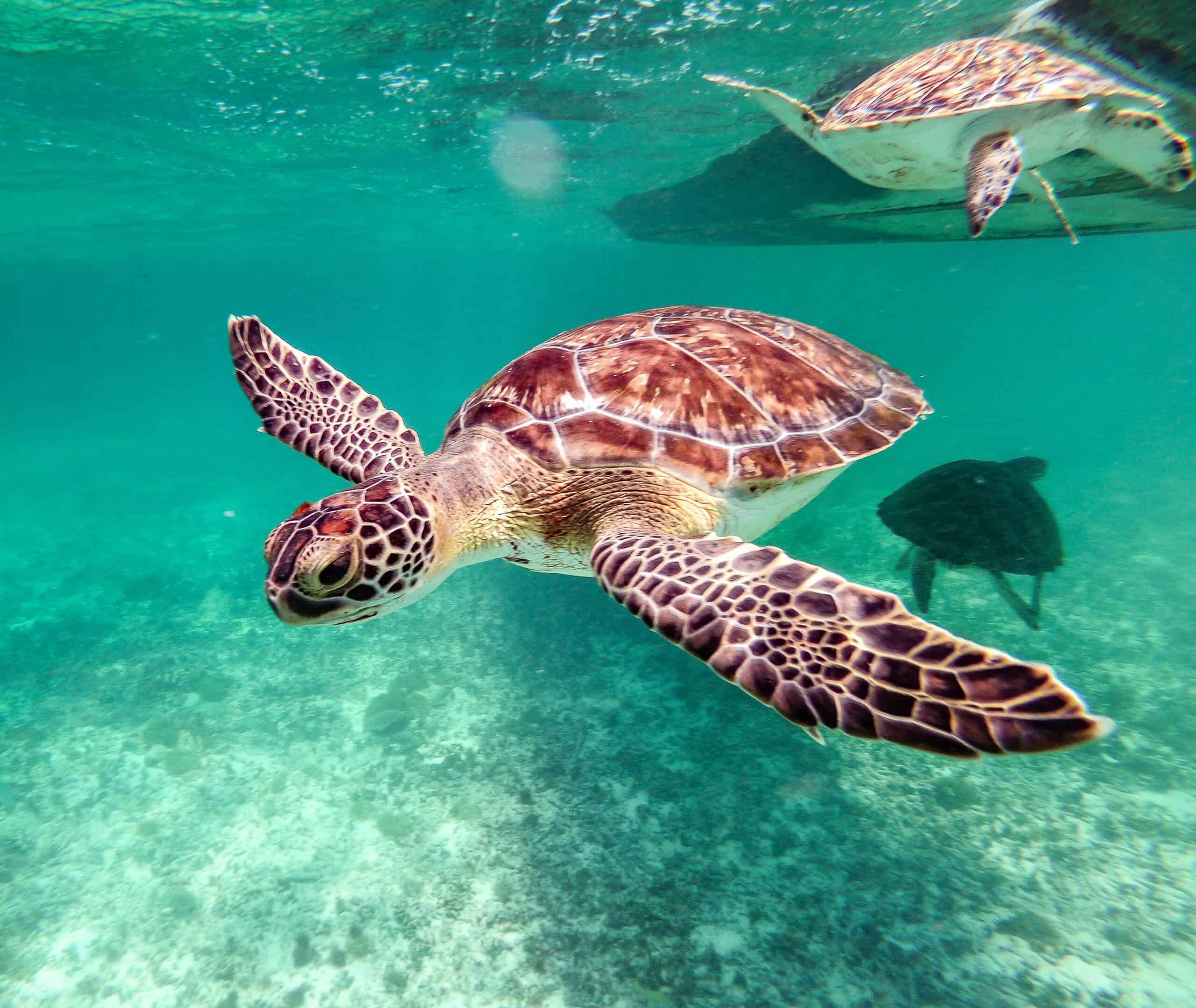 Turtle swimming underwater in clear ocean water, showcasing marine life and travel adventures.
