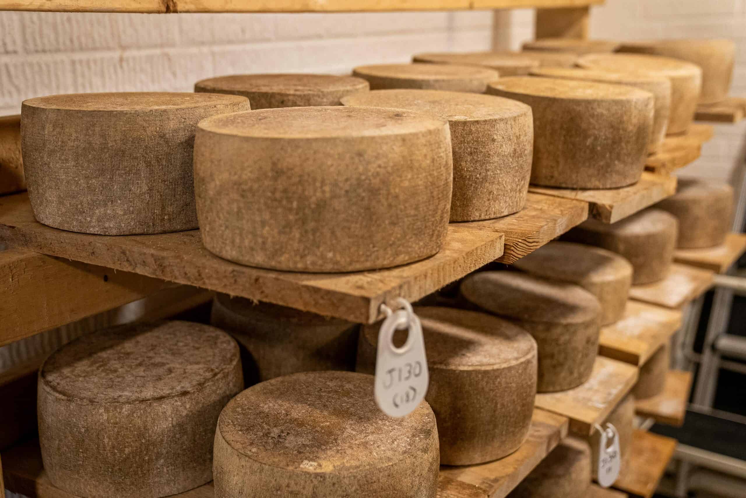 Cheese wheels aging on wooden shelves in a cheese cellar or aging room.