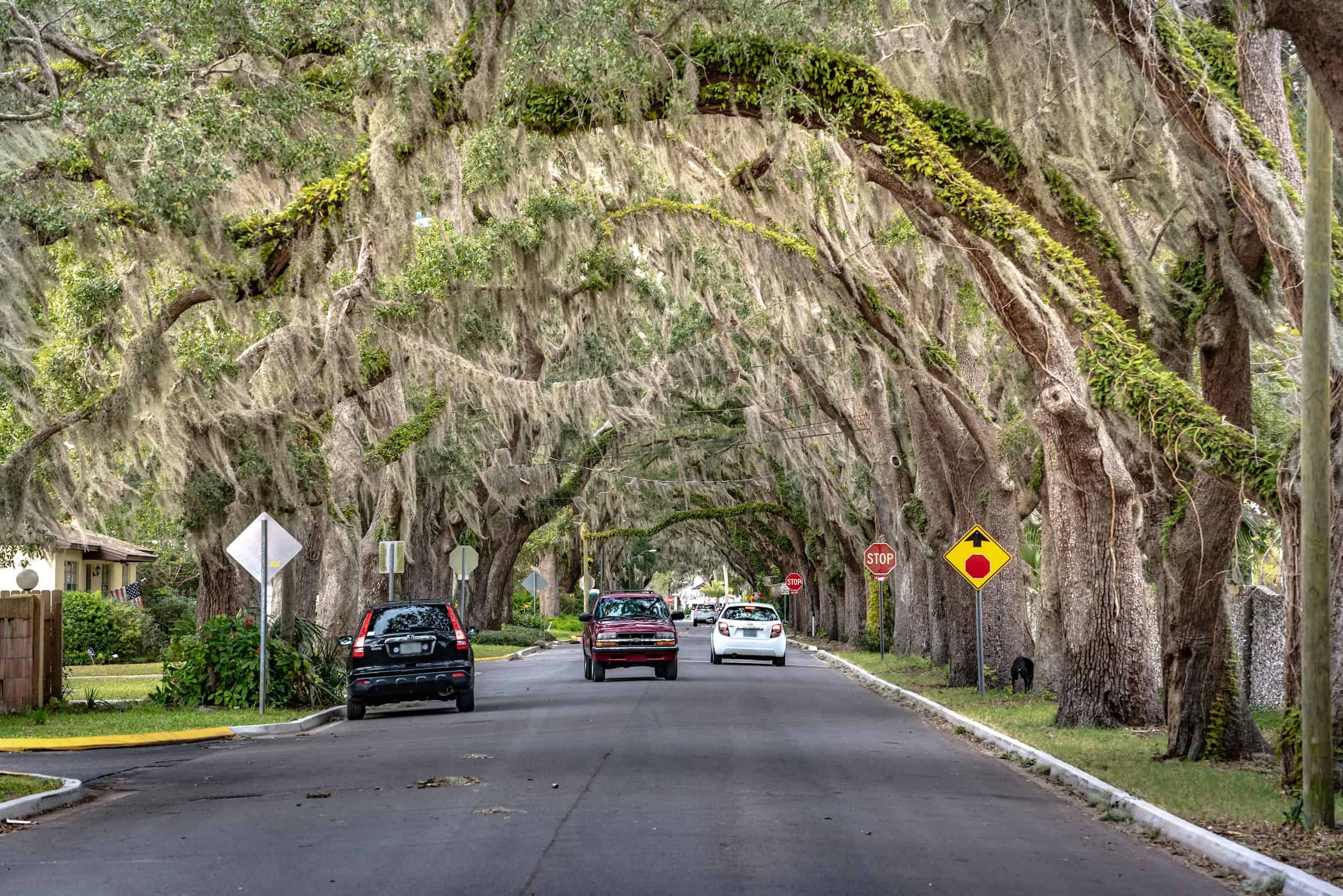 Historic moss-covered oak trees arch over a quiet residential street.