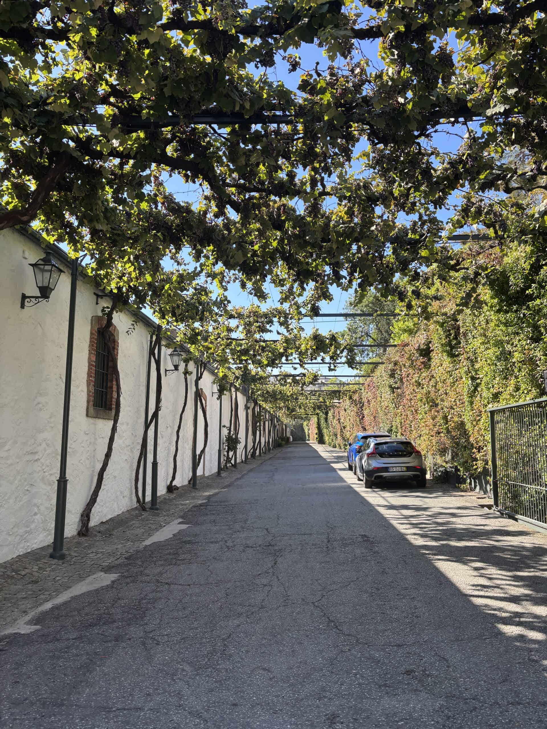 Quiet street with trees and parked cars in a scenic neighborhood.